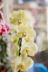 yellow orchids on the windowsill