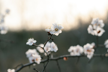 many beautiful, delicate, white flowers of a blooming apricot on a branch, in early spring against a blue sky on a Sunny day