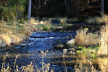 river in the forest