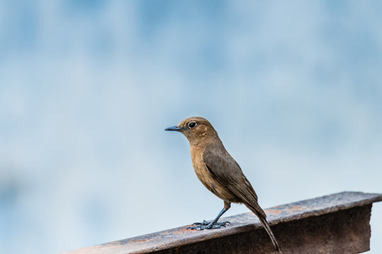 The brown rock chat or Indian chat bird or Oenanthe fusca bird. perched on a metal surface