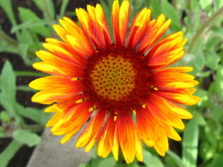 beautiful summer flower, macro photography color photo