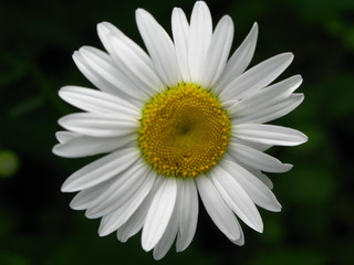 Obraz premium beautiful summer flower, macro photography color photo