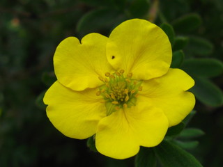 beautiful summer flower, macro photography color photo