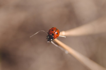 Red round beetle with black dots Coccinellidae.