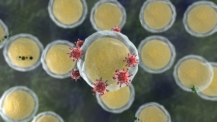 3D rendering of body cells and red viruses attacking one cell. Medical background, the idea of the covid-19 coronavirus threat. Image for compositions on health protection and medicine.