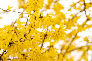 blooming in early spring shrub forsythia with bright yellow small flowers on the branch
