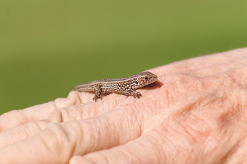 A small gray lizard in the hand of a man.