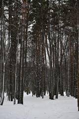 winter forest in the snow