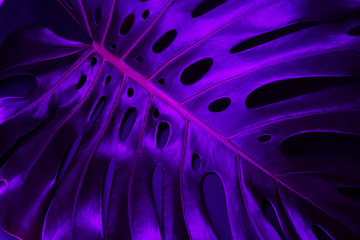 Monstera leaf in blue neon light close up. Creative photo