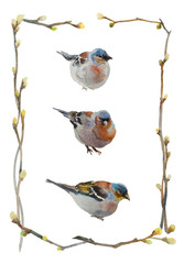 Set of hand painted Male Common Chaffinch (Fringilla coelebs) watercolor birds within frame of spring buds and twigs isolated on white background