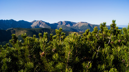 Kosodrzewina Tatry Zachodnie © Paulina
