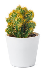 Potted cactus isolated on white background, close up