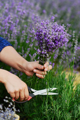cut lavender with scissors harvest crop provence field france cut flower lavender bouquet