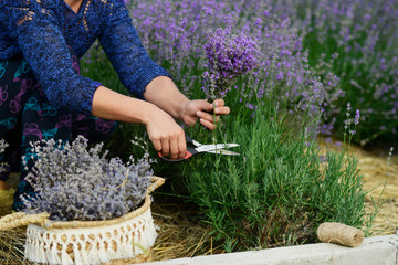 cut lavender with scissors harvest crop provence field france cut flower lavender bouquet.