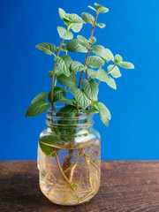 Peppermint (Mentha × piperita) cuttings with roots in a jar © Harald Walker