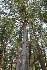 Obraz premium Sawara cypress (Chamaecyparis pisifera) / Evergreen tall coniferous tree of a japanese specialty.