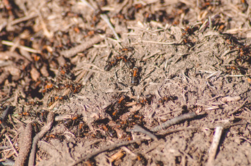 A lot of ants in an anthill, photo.