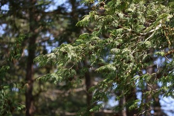 Sawara cypress (Chamaecyparis pisifera) / Evergreen tall coniferous tree of a japanese specialty.