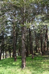 Sawara cypress (Chamaecyparis pisifera) / Evergreen tall coniferous tree of a japanese specialty.