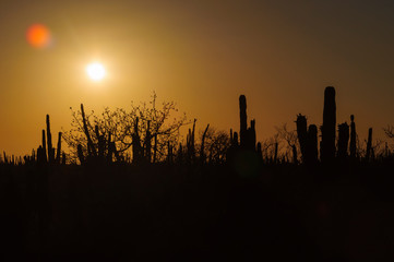 Silhouettes of cacti in the desert at sunset with the sun in front