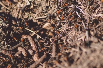 A lot of ants in an anthill, photo.
