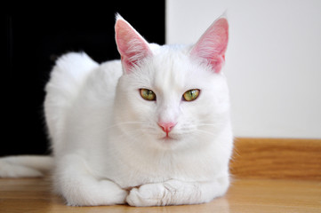 white british cat isolated sitting looking,black and white,portrait