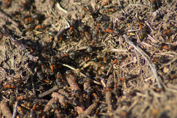 A lot of ants in an anthill, photo.