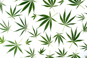 A pattern of natural cannabis leaves isolated on white background.