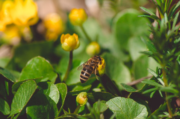 A bee pollinates a yellow flower.