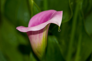 Violet calla lily with a droplet on the tip.