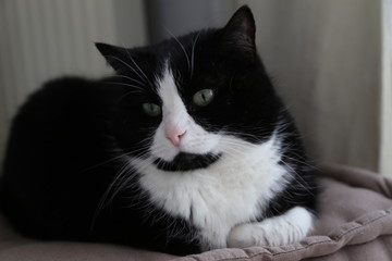 Chat