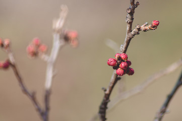 Unopened buds on tree branches in spring.Landscape.The beautiful buds of the apricot tree.