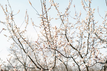 many beautiful, delicate, white flowers of a blooming apricot on a branch, in early spring against a blue sky on a Sunny day