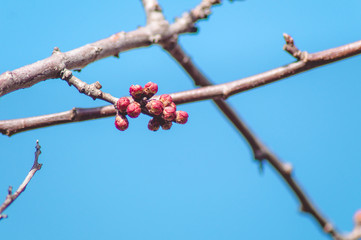 Beautiful pink buds on the branches of an apricot fruit tree.Landscape.