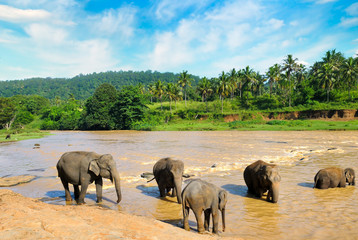Naklejka na ściany i meble Bathing elephants in the river. Tropical landscape of Sri Lanka.
