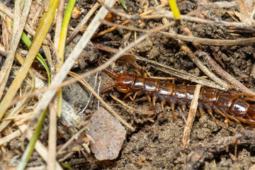 grasshopper on the ground