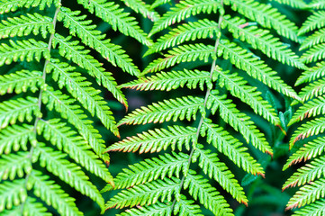 Close up to green leaf with multiple small leaves