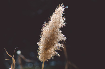 Plant reeds on a dark background.Landscape. © Людмила Ко