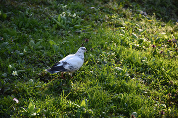 A white pigeon with dark gray patterns walks along the picturesque green grass
