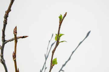 Freshly blossomed leaves on a tree branch. Light background. Springtime Minimalism, copyspace. World Environment Day concept.