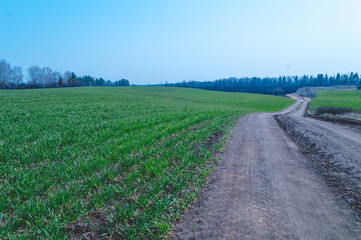 Fototapeta na wymiar Green sprouts of winter wheat in the field, the road going away along the edge of the field, photo landscape.