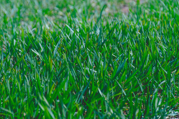 Green sprouts of winter wheat in a field, close-up photo.
