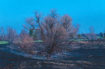 Beautiful tree against the sky and burnt grass in the field.