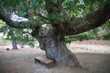Ancient oak tree in Troodos in Cyprus. Under the oak tree a wooden bench. 
Cyprus Nature Reserve.