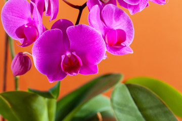 Close up of beautiful  phalaenopsis orchid flowers on bright background