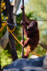 Baby orangutan playing and climbing tree