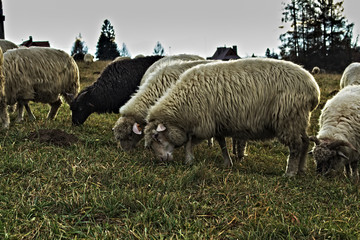 Owce © Paulina