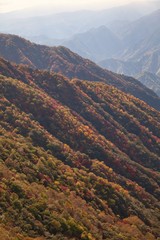 Beautiful autumn leaves in hakone Japan