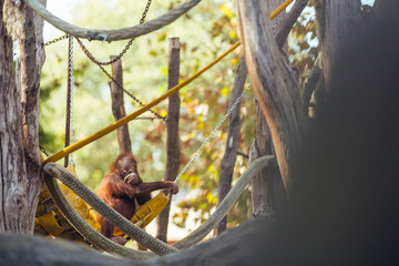 Baby orangutan sitting tree and playing
