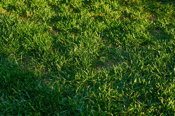 Bright green lawn in the sun
